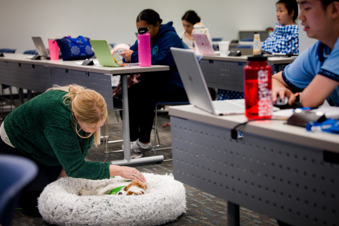 Jessie the dog lays in a white dog bed in front of the nursing class, being pet by one student while others work at their laptops.